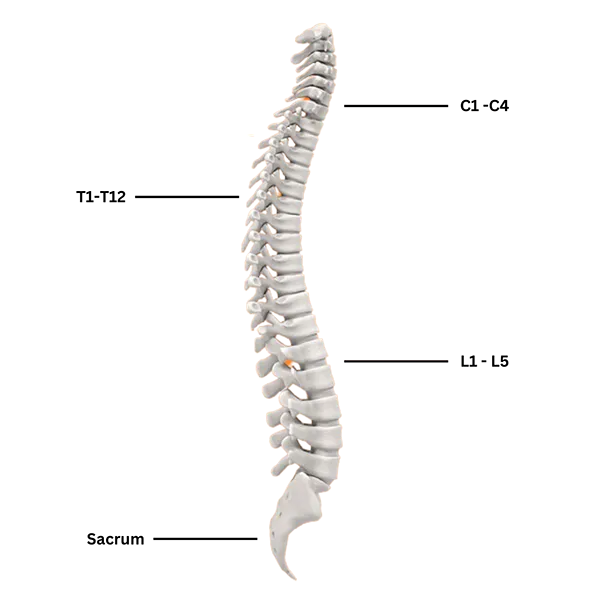 Chiropractor Addison TX Spine